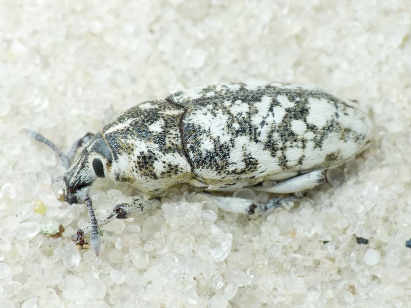 Leucomigus candidatus (Pallas, 1771)